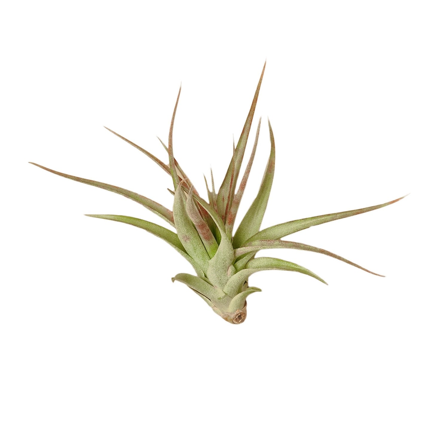 Tillandsia Air Plant Brachycaulos - 3 Pack