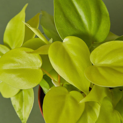 Philodendron Cordatum 'Neon'