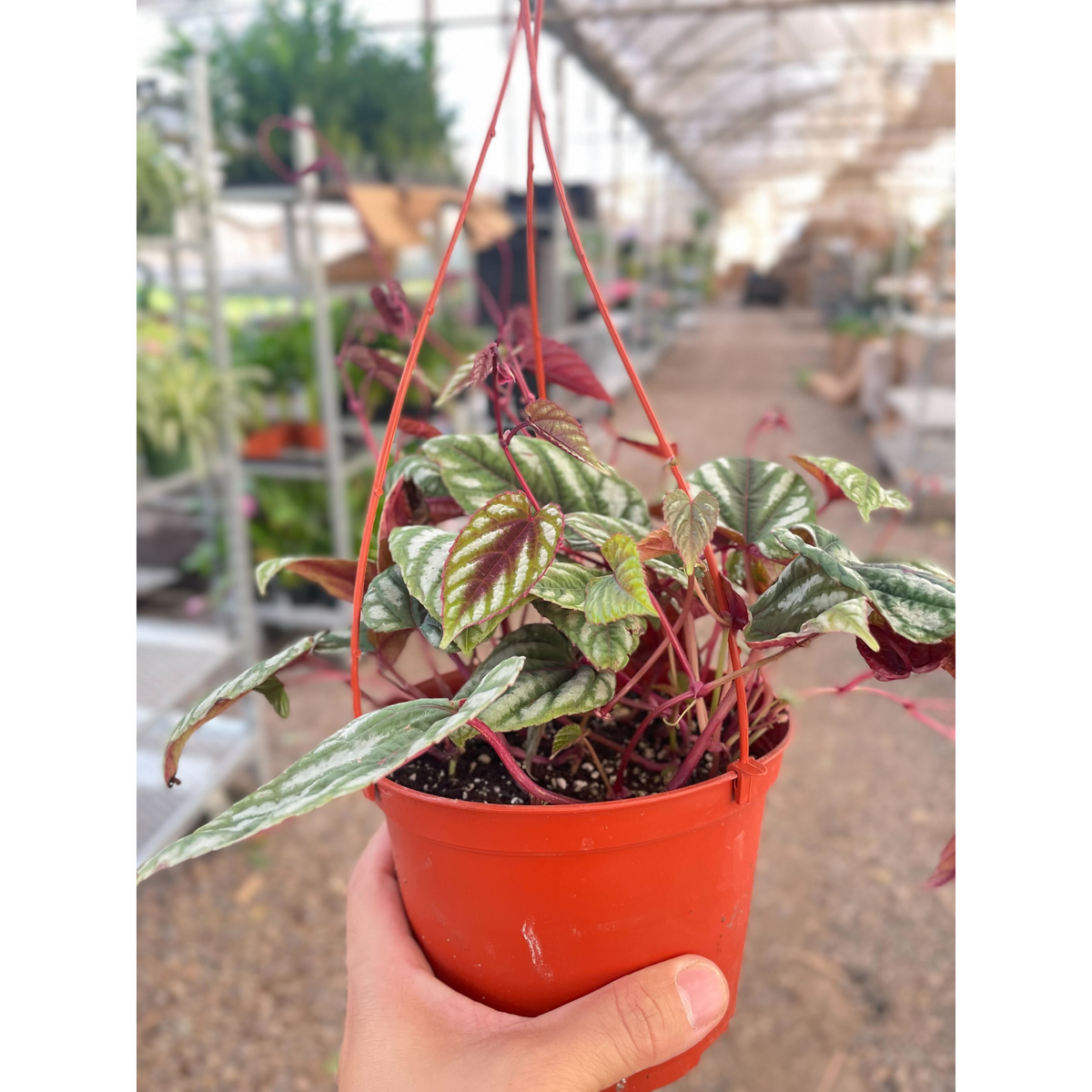 Begonia Rex Vine - 6" Pot