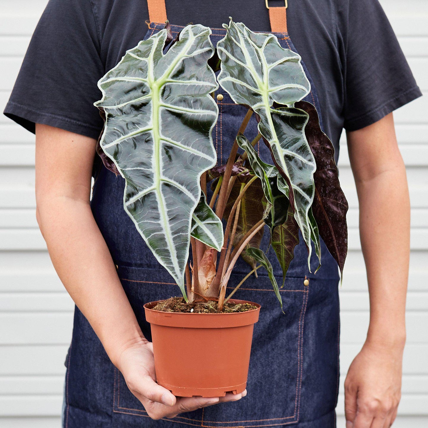 Alocasia Polly 'African Mask'