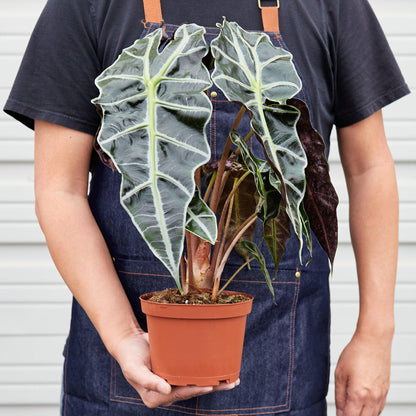 Alocasia Polly 'African Mask'