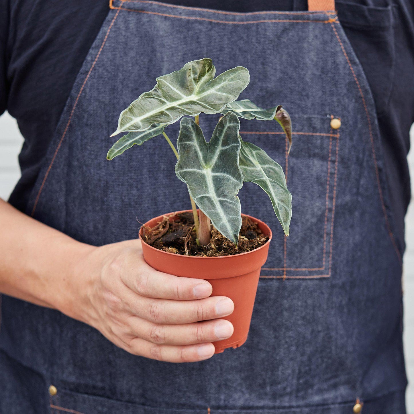 Alocasia Polly 'African Mask'