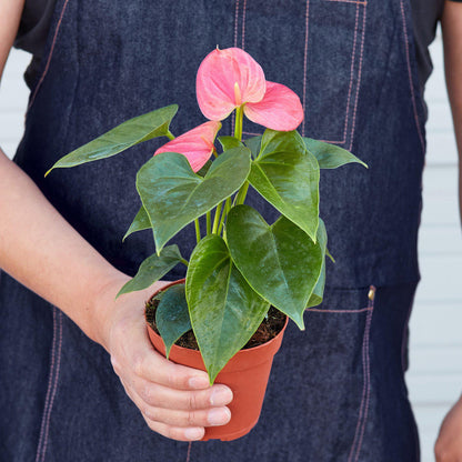 Anthurium 'Pink'