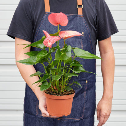 Anthurium 'Pink'