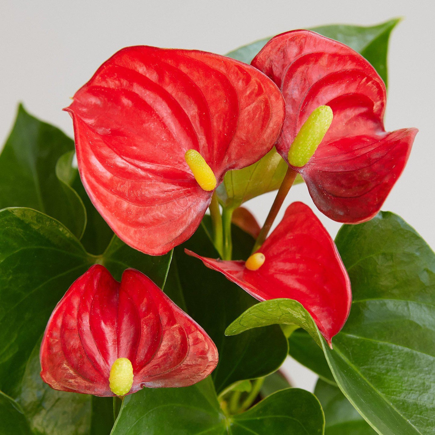 Anthurium 'Red'