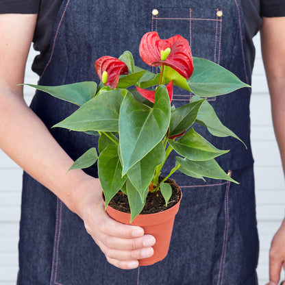 Anthurium 'Red'