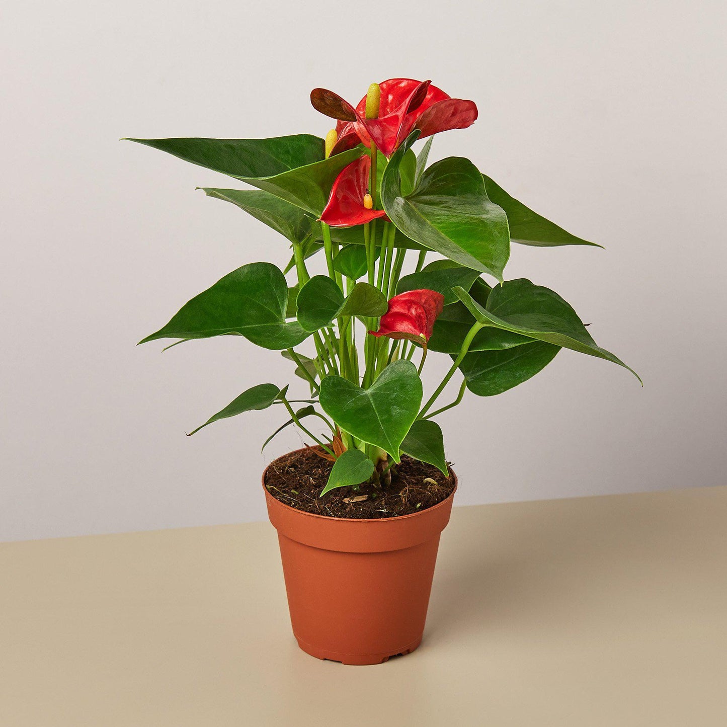 Anthurium 'Red'