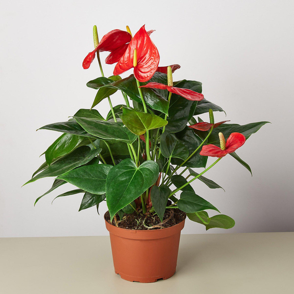 Anthurium 'Red'