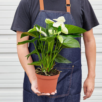 Anthurium 'White'