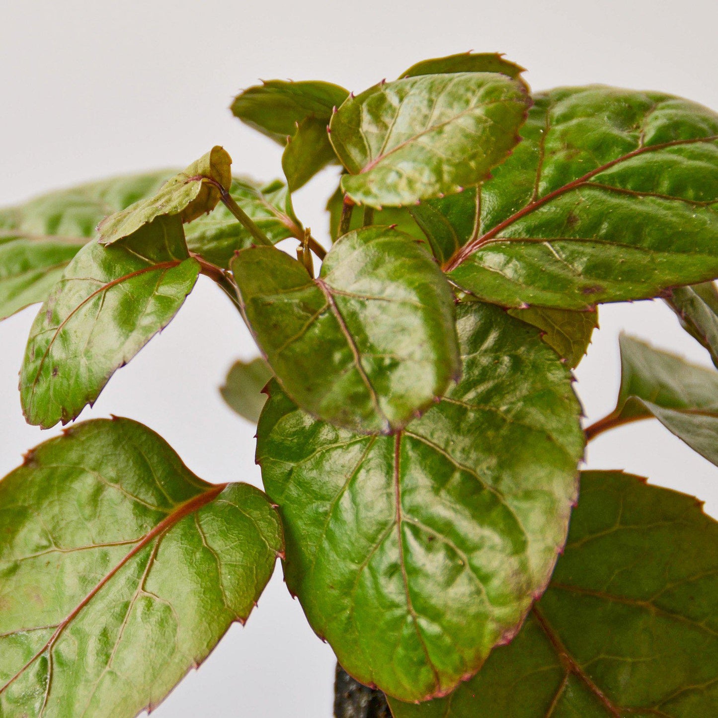 Aralia Fabian Stump 'Polyscias Scutellaria'