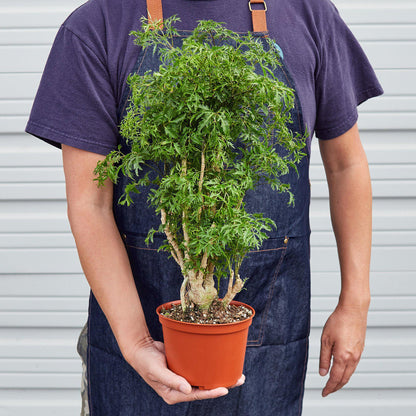 Aralia 'Ming Stump Plant'