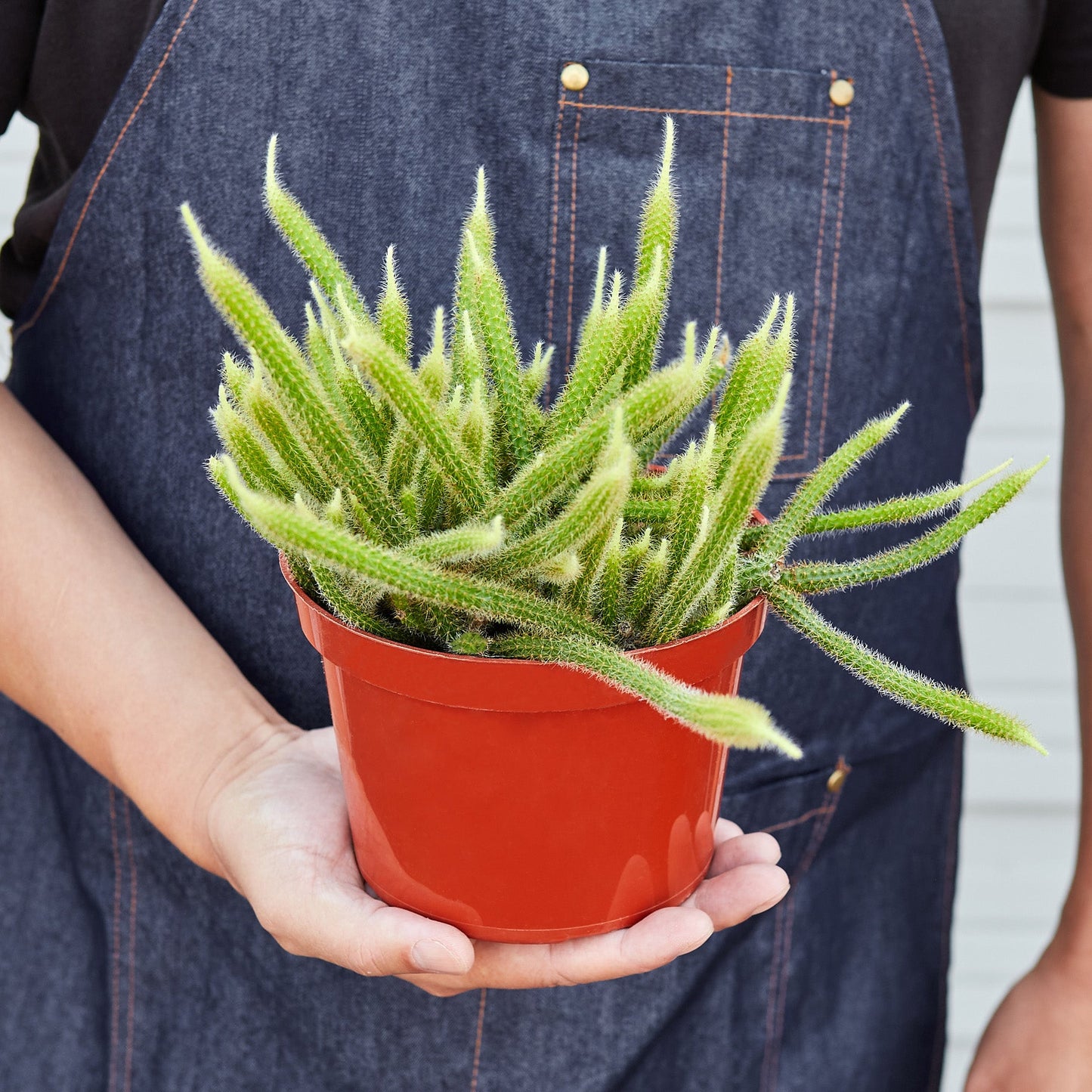 Rat Tail Cactus