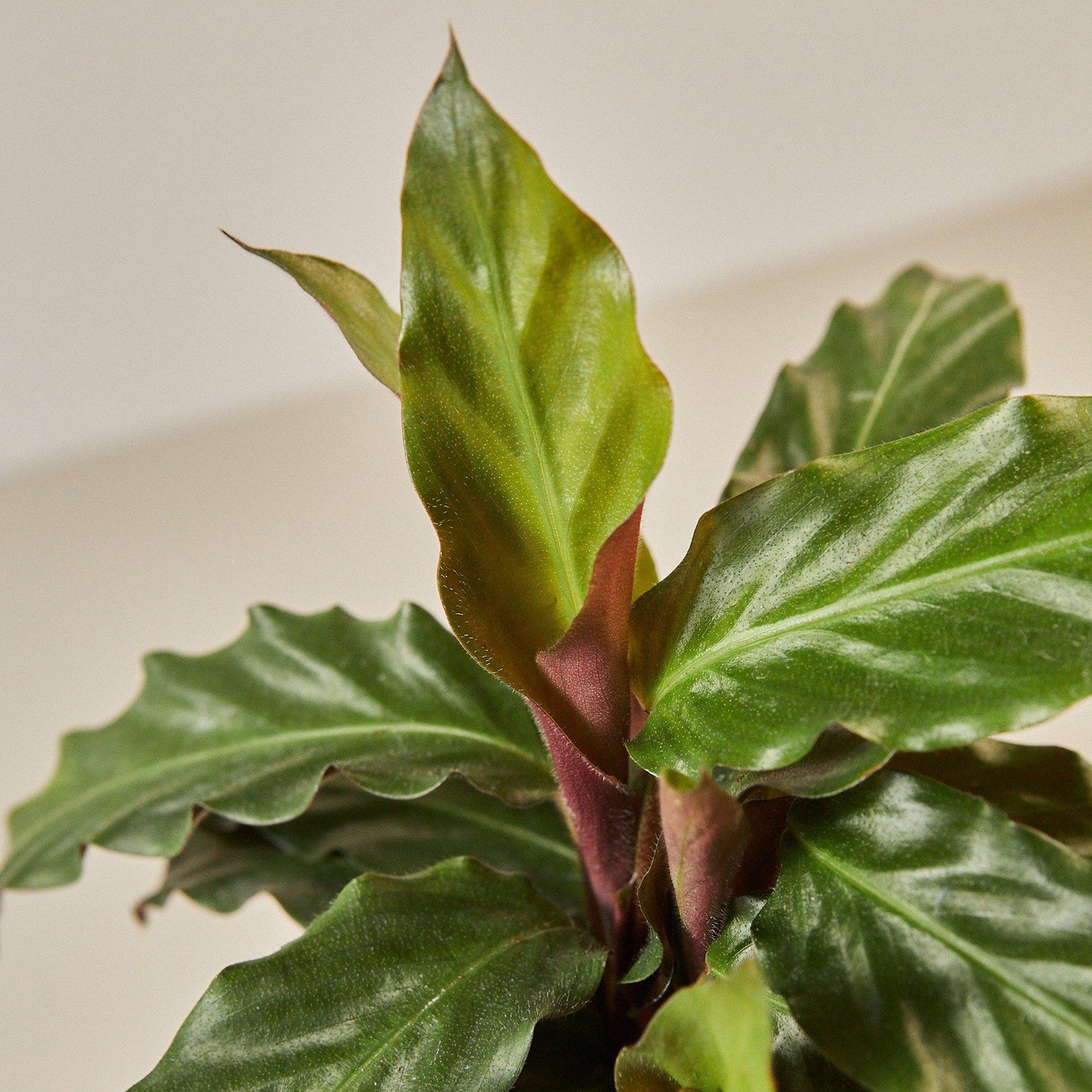 Calathea Rufibarba 'Furry Feather'