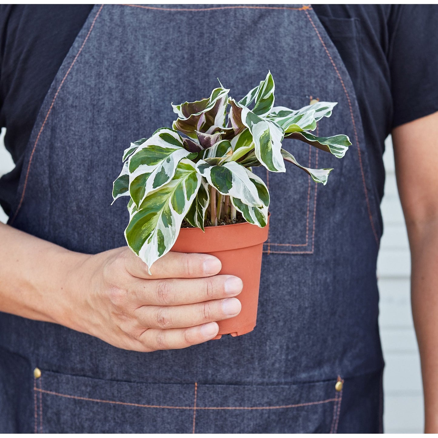 Calathea 'White Fusion'