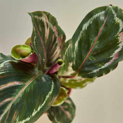 Calathea Roseopicta 'Medallion'