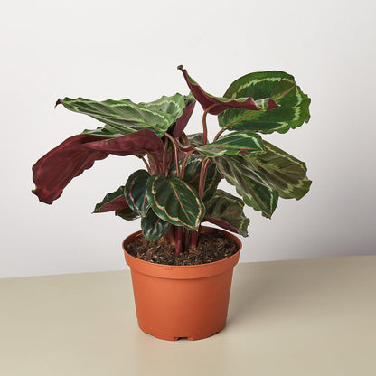 Calathea Roseopicta 'Medallion'