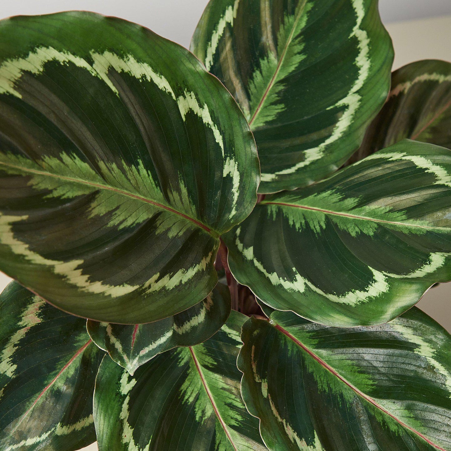 Calathea Roseopicta 'Medallion'