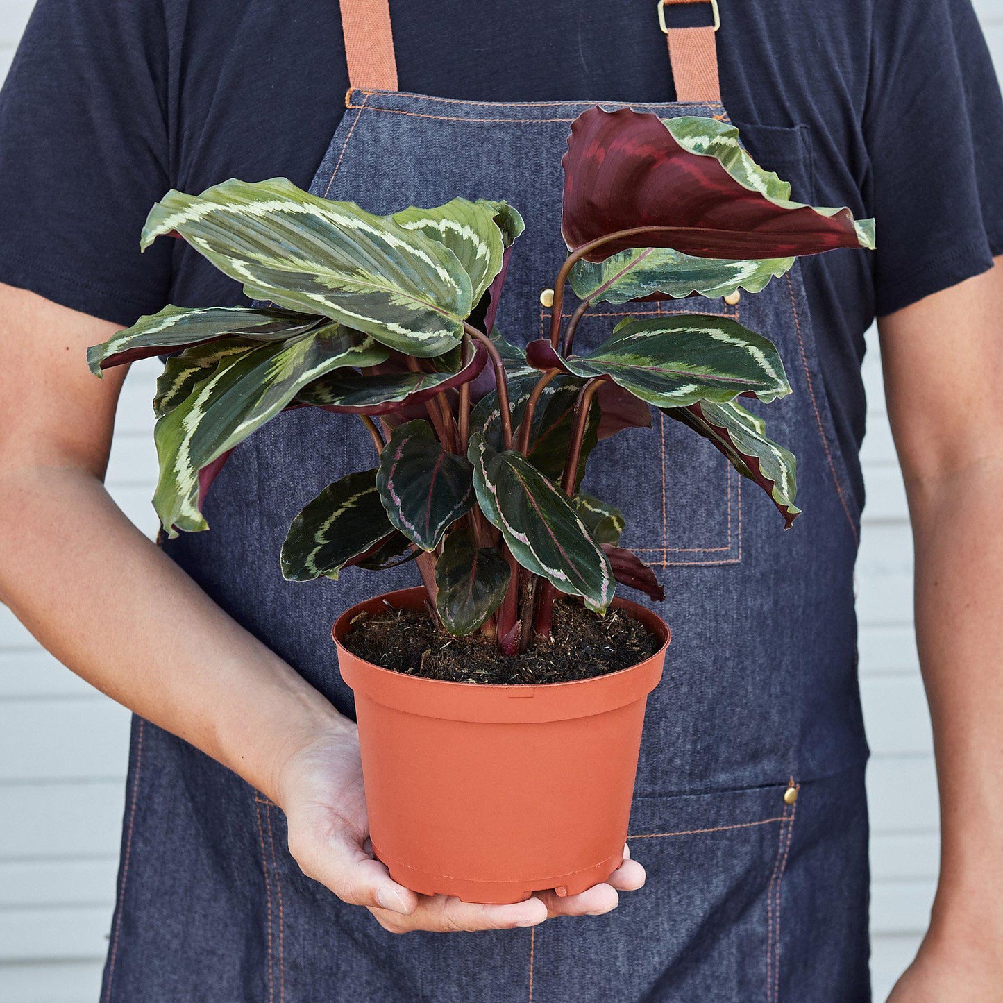 Calathea Roseopicta 'Medallion'