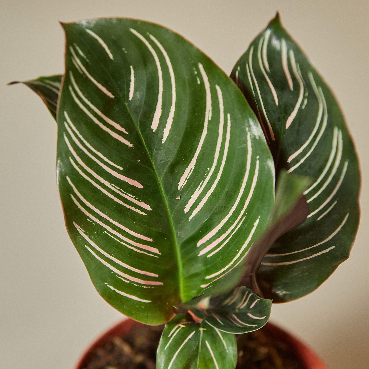 Calathea 'Ornata'