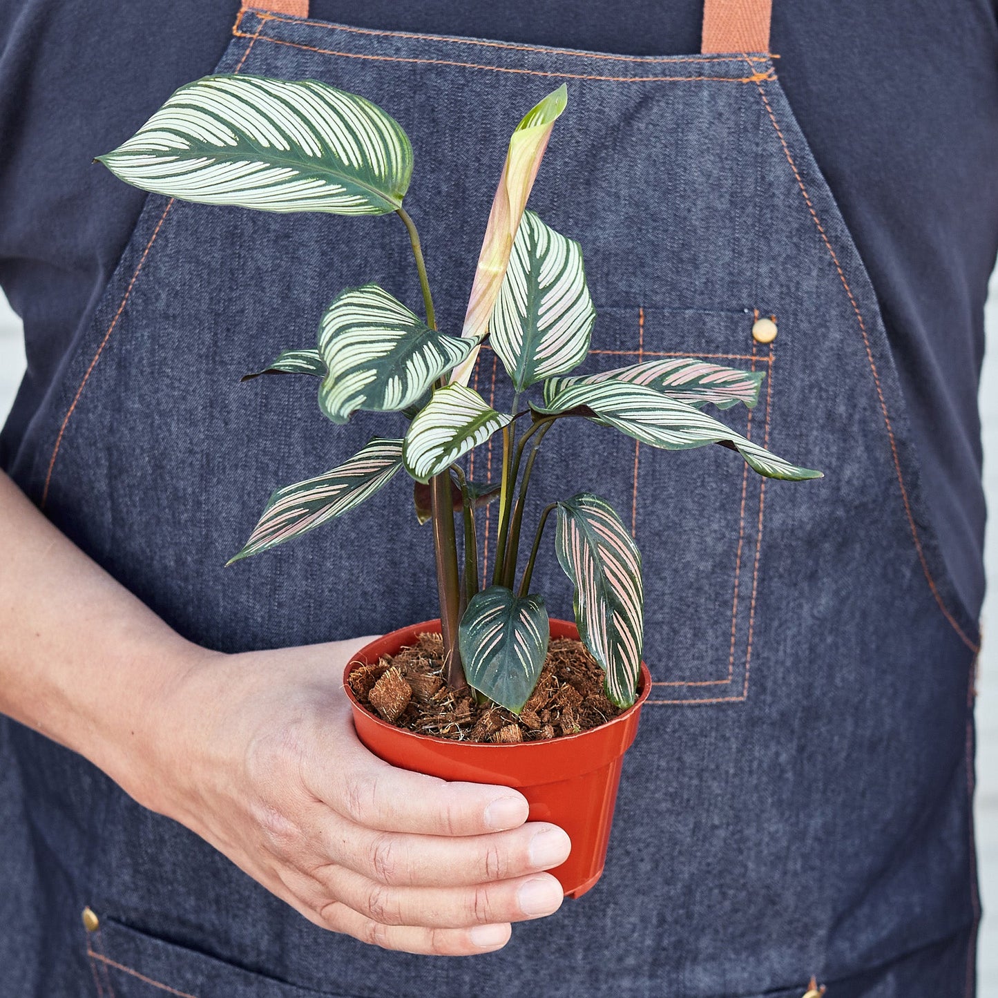 Calathea 'White Star' - 4" Pot