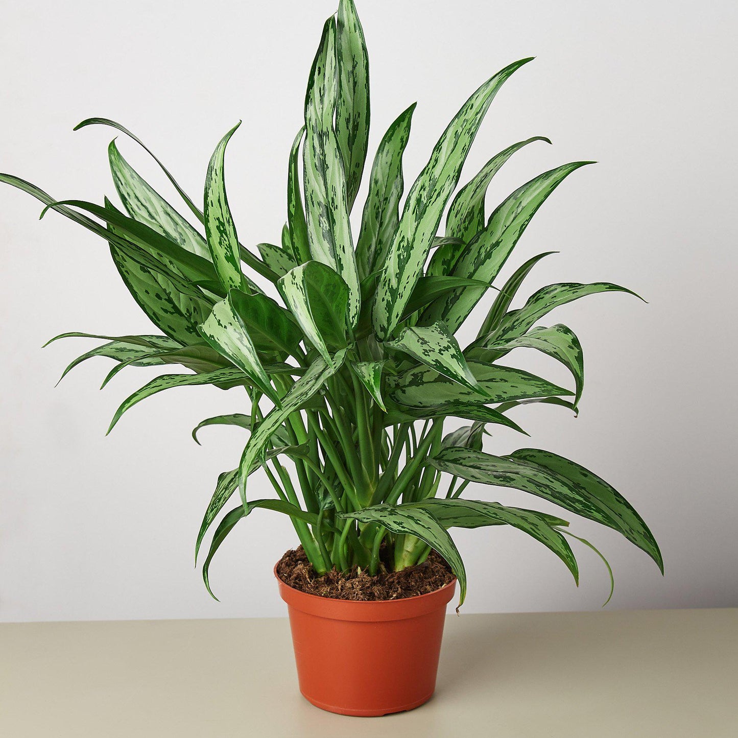 Chinese Evergreen 'Cutlass'