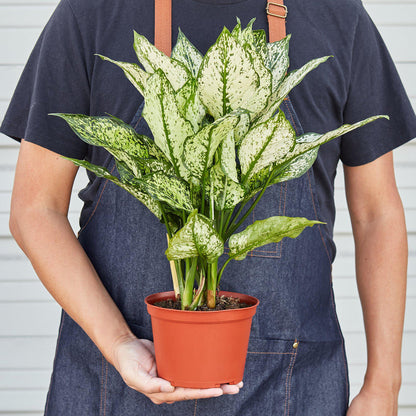 Chinese Evergreen 'First Diamond'