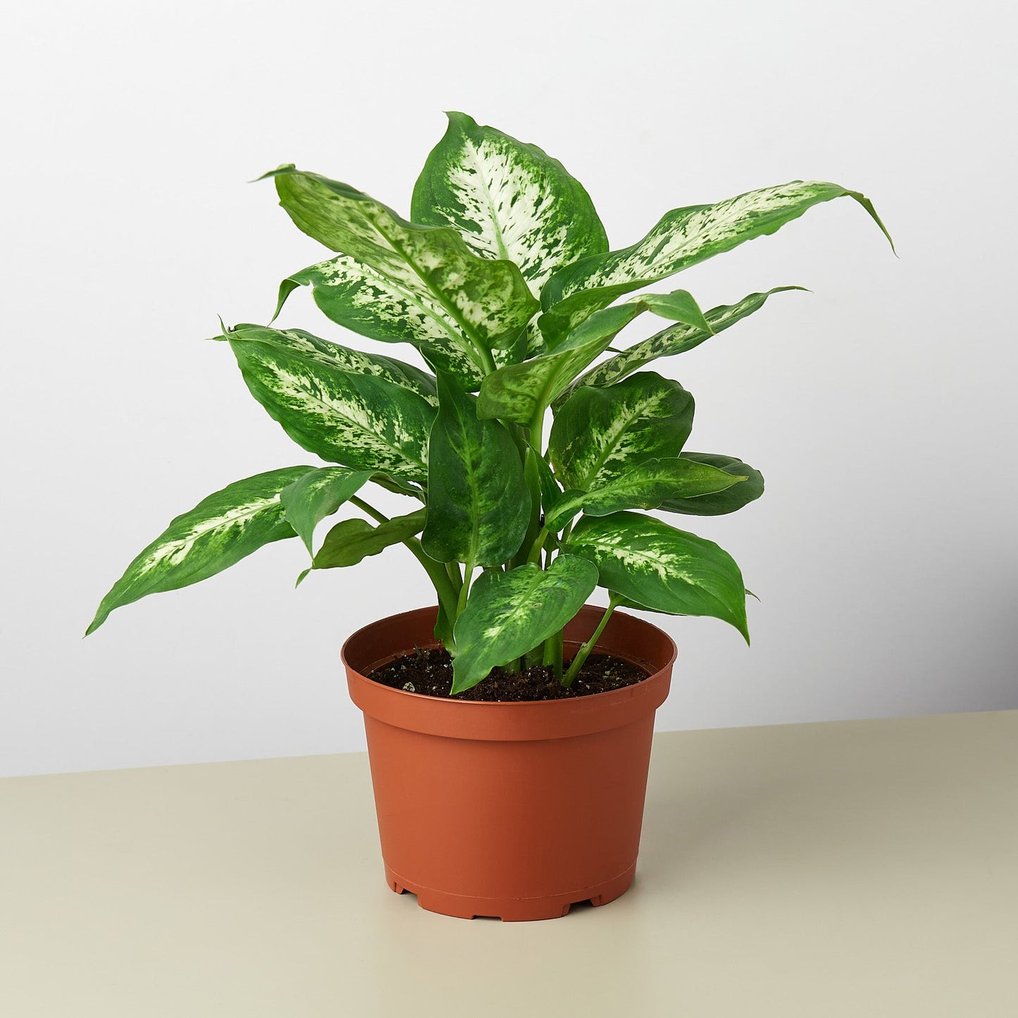 Dieffenbachia 'Tropic Snow'