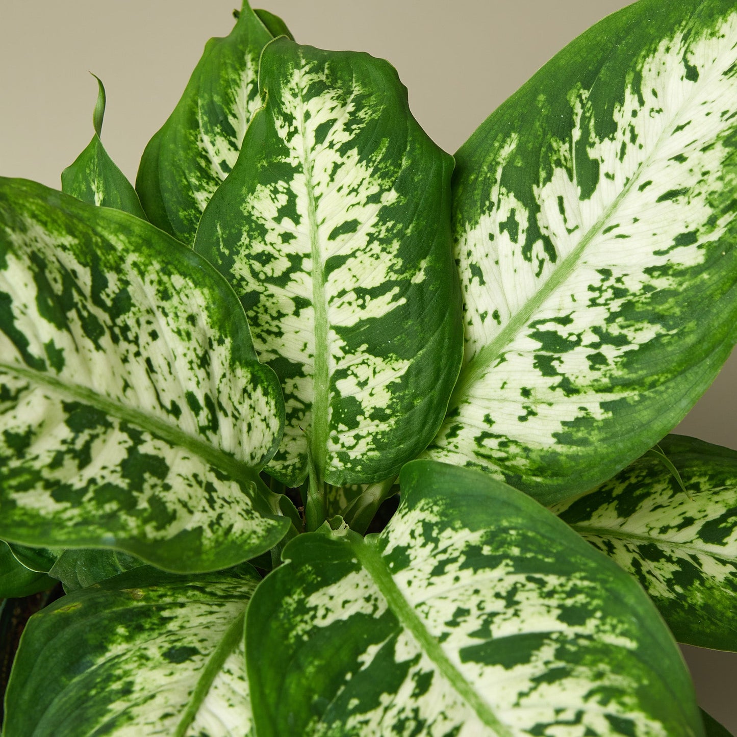 Dieffenbachia 'Tropic Snow'