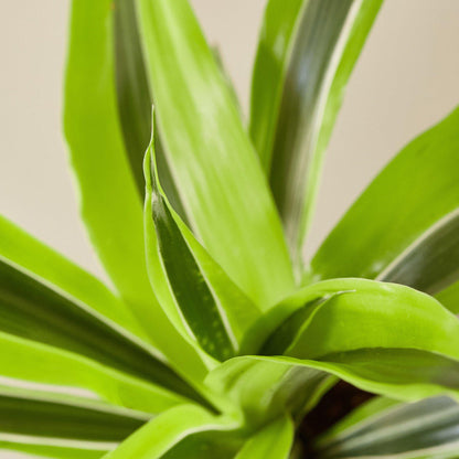 Dracaena Deremensis 'Lemon Lime'