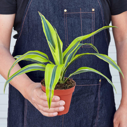 Dracaena Deremensis 'Lemon Lime'