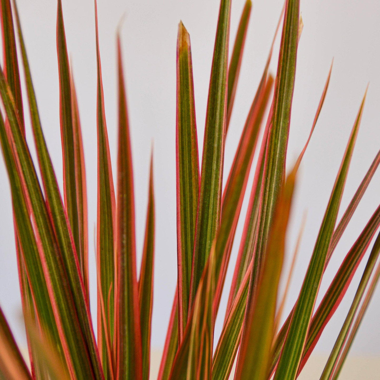 Dracaena 'Colorama'