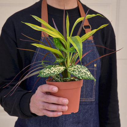 Dracaena 'Combo'