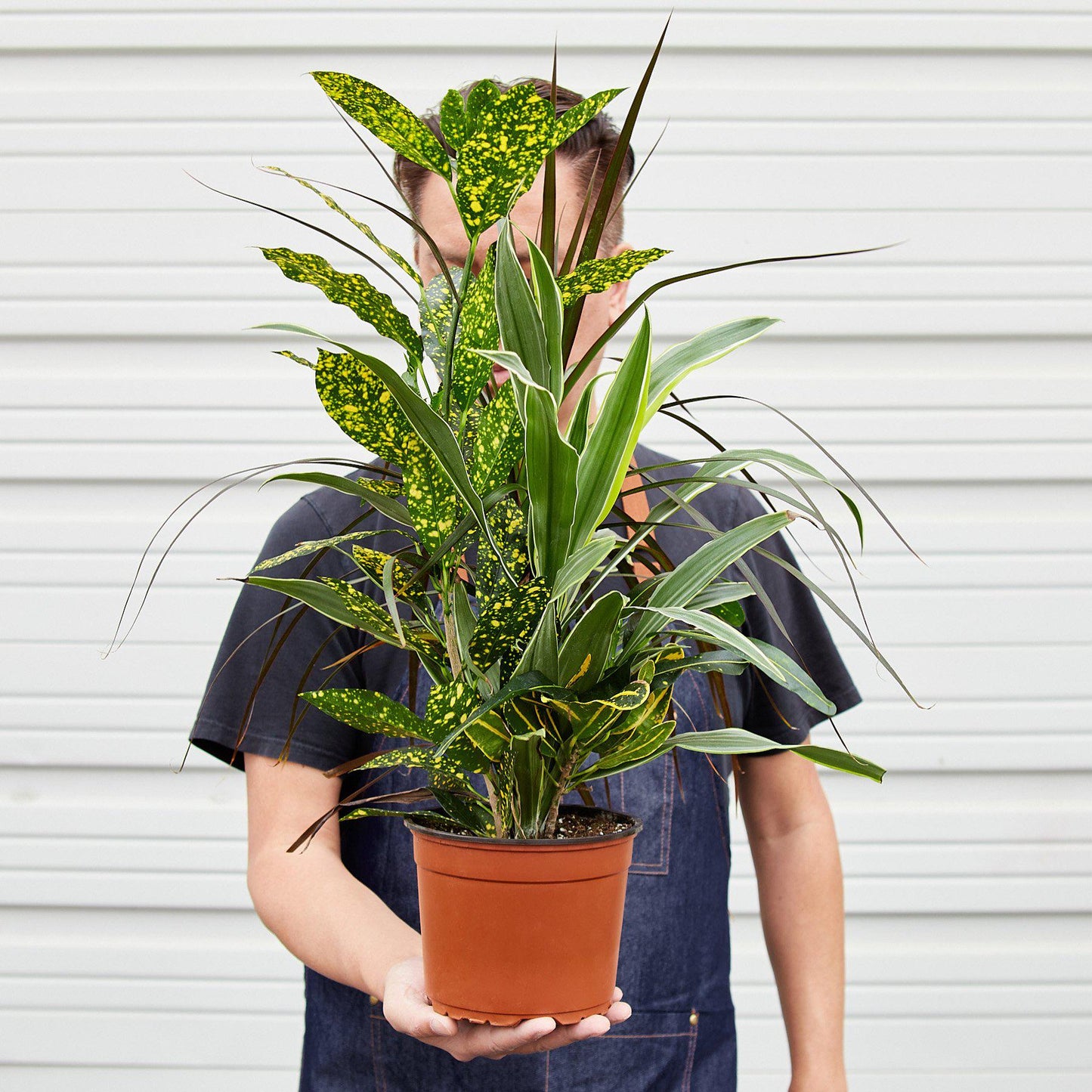 Dracaena 'Combo'