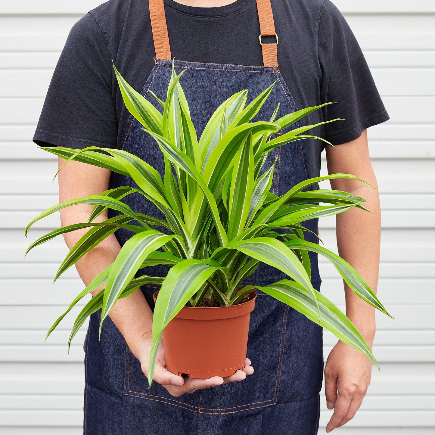 Dracaena Deremensis 'Lemon Lime'