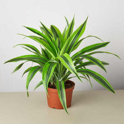 Dracaena Deremensis 'Lemon Lime'