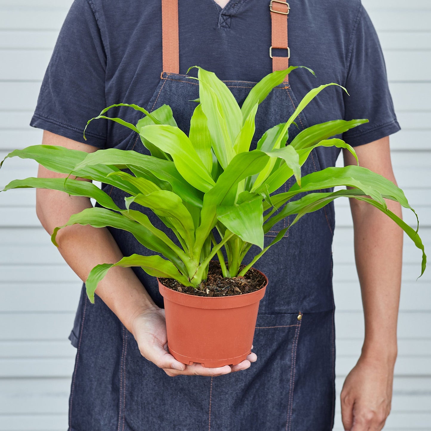 Dracaena 'Lime Light'