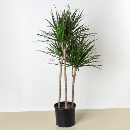 Dracaena 'Marginata Cane'