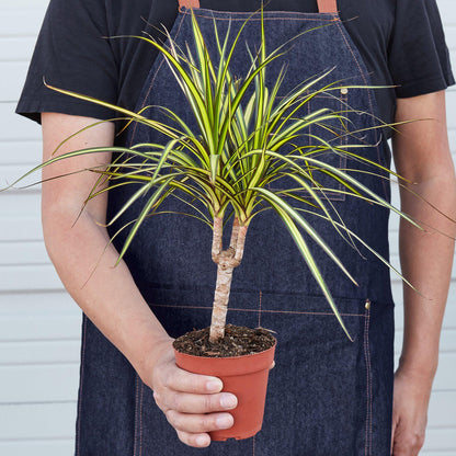 Dracaena Marginata 'Sunshine'