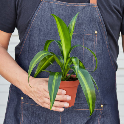 Dracaena 'Massangeana'