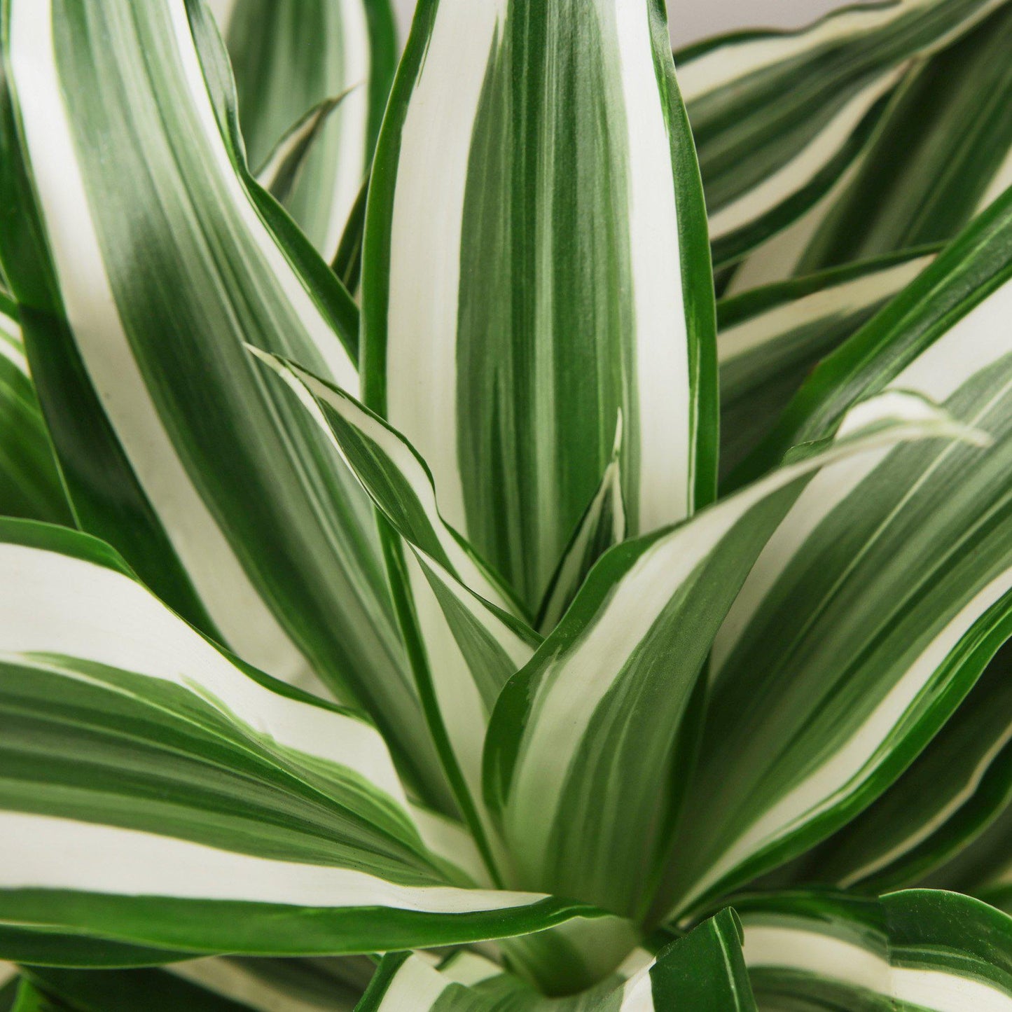 Dracaena Warneckii 'White Jewel'