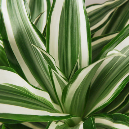 Dracaena Warneckii 'White Jewel'