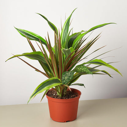 Dracaena 'Combo'