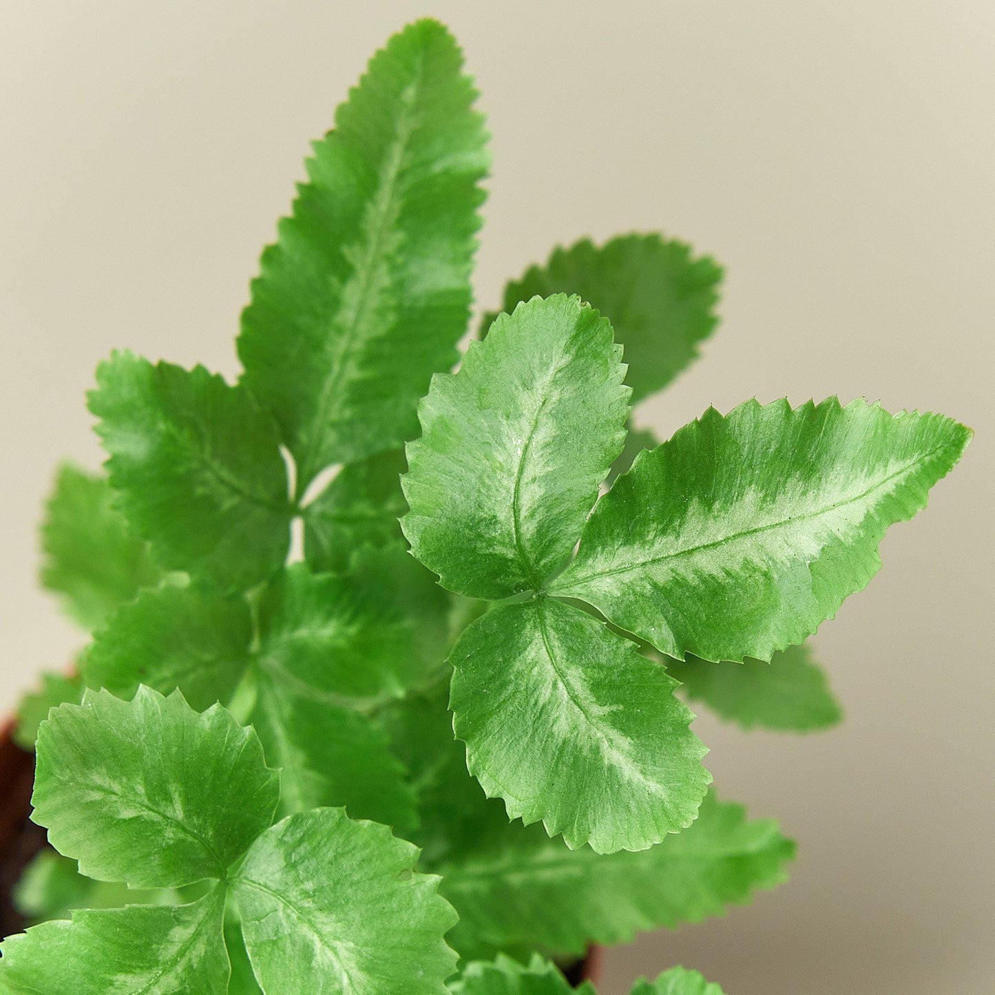 Pteris Cretica 'Albo Fern'