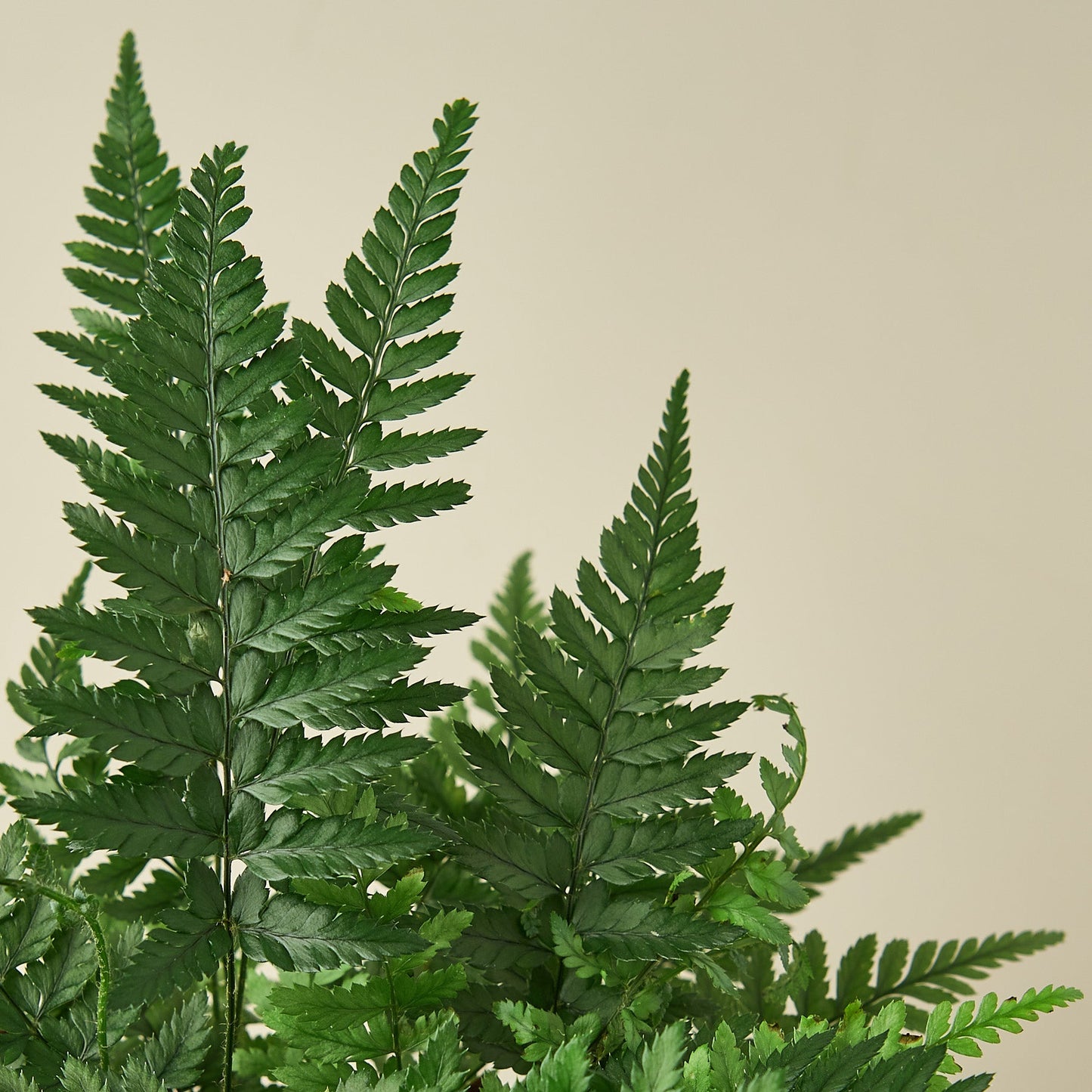 Korean Rock Fern