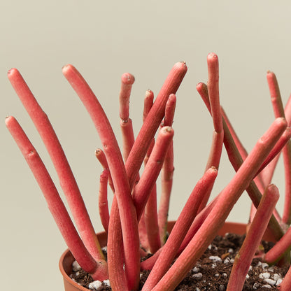 Succulent Euphorbia Tirucalli 'Fire Sticks'