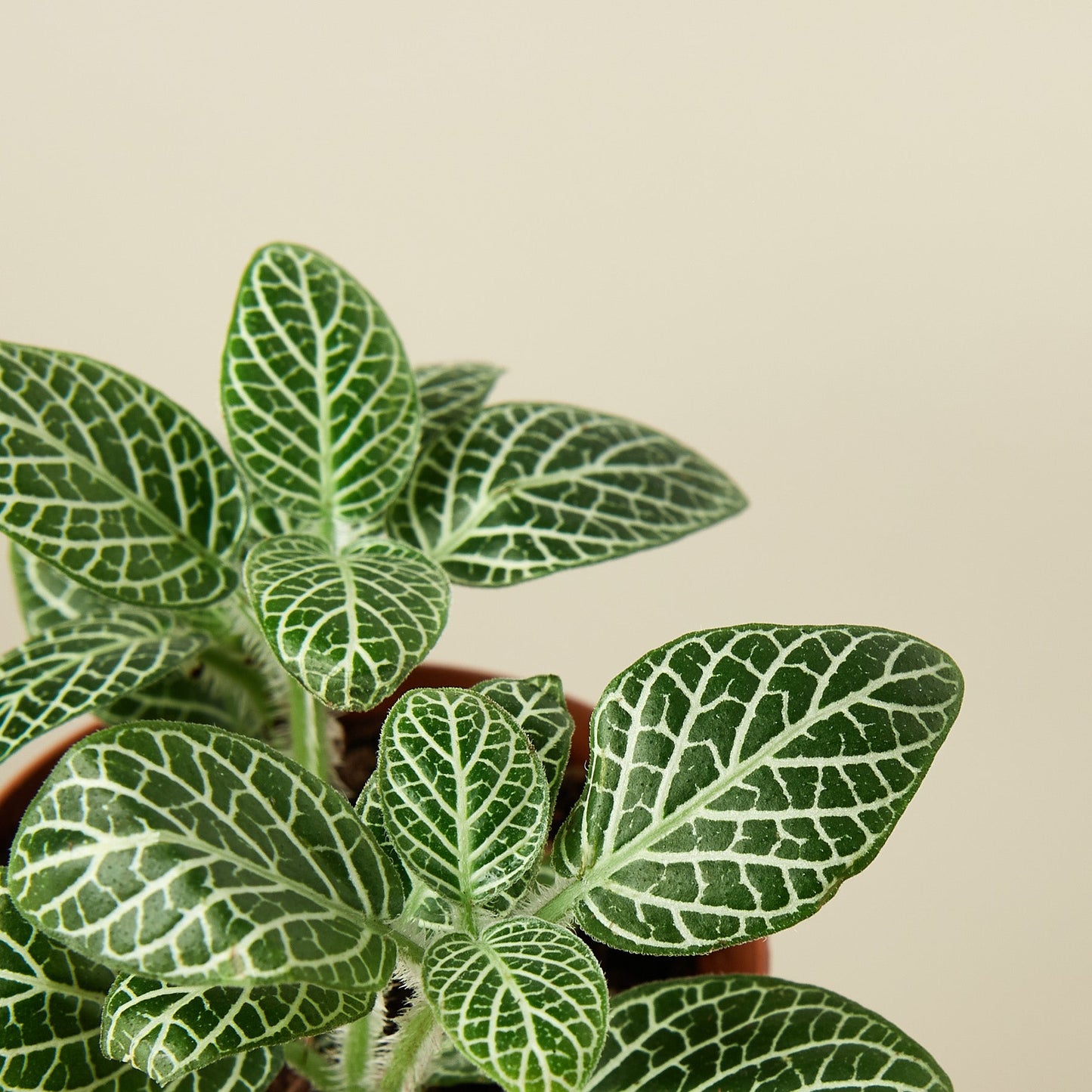 Fittonia 'White'