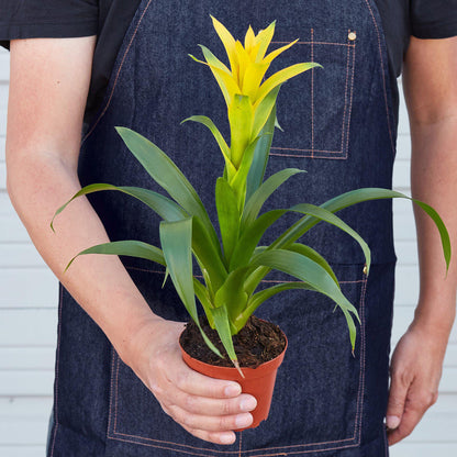 Bromeliad Guzmania 'Yellow' - 4" Pot