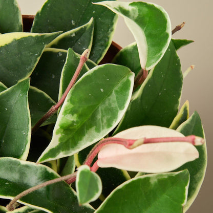 Hoya Carnosa 'Tricolor'