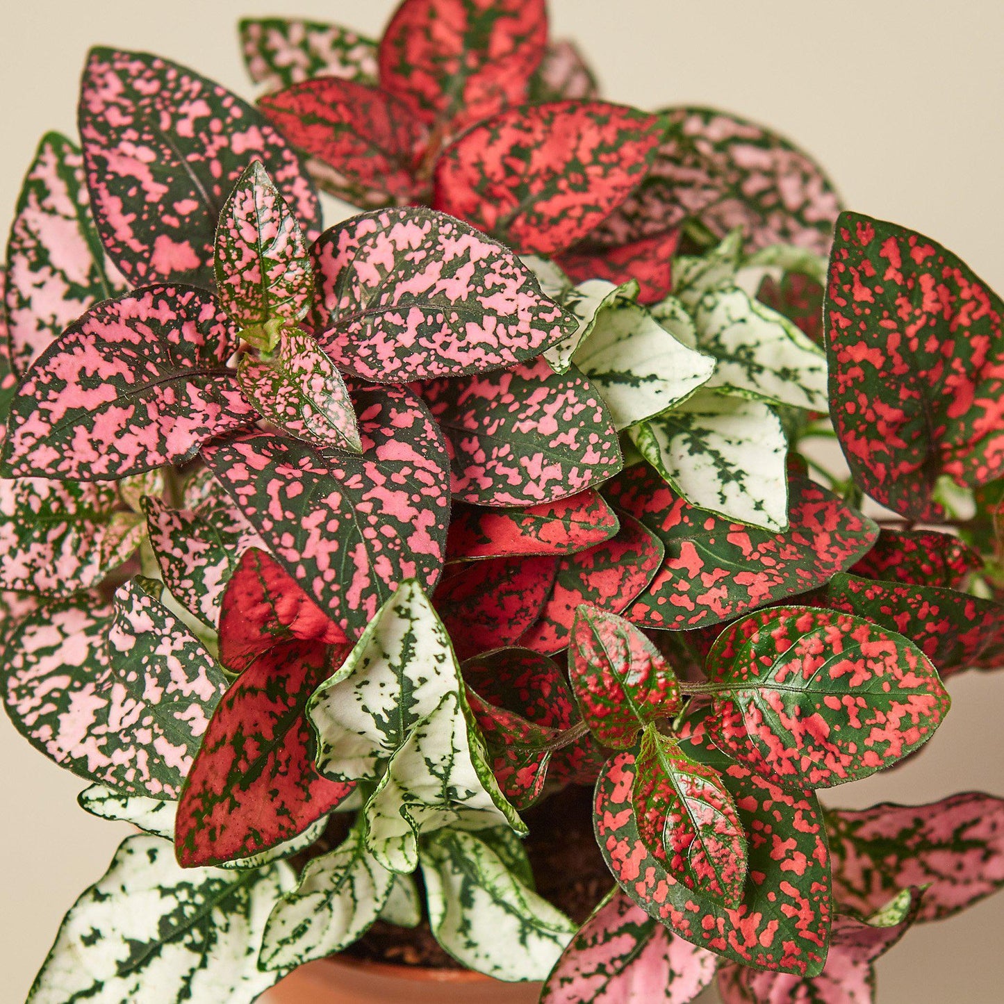 Hypoestes 'Polka Dot'