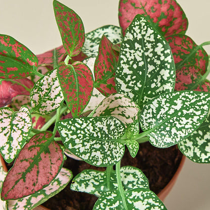 Hypoestes 'Polka Dot'